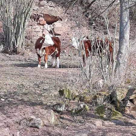 Appartement Kroppental Naumbourg
