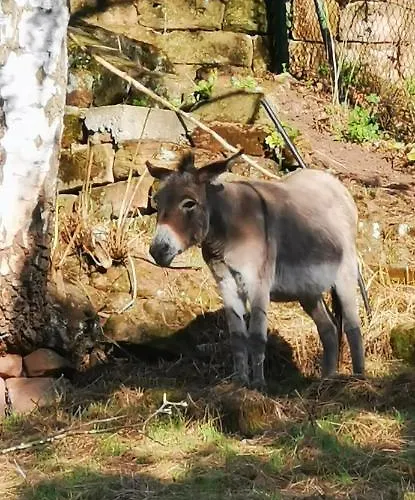 Kroppental Apartamento