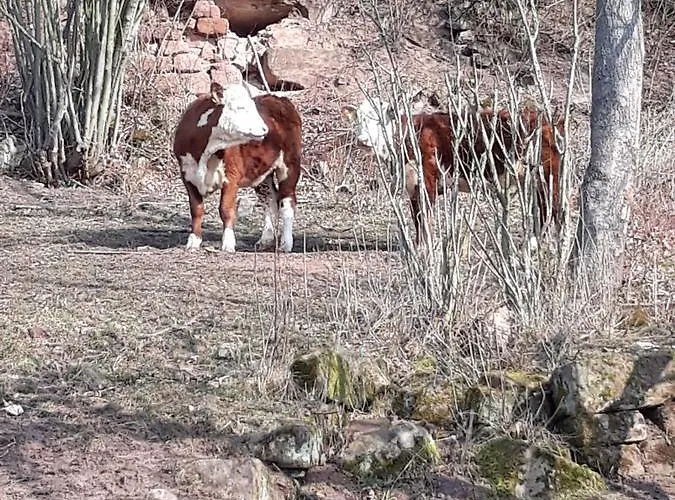 Apartamento Kroppental Naumburg (Saale)